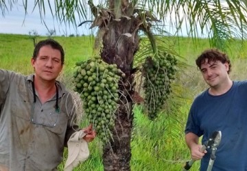 Una palmera que ofrece una alternativa a la soja