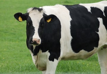 Caen fuertemente las exportaciones de lácteos