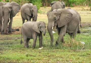 El comercio de marfil dej� de ser legal en China