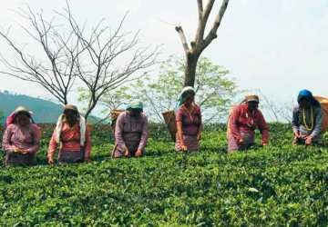 La econom�a verde tambi�n puede crear empleo