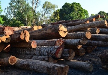 Est�mulo al sector forestal para exportar a China