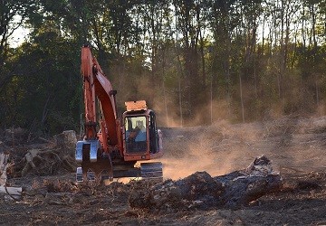 El consumo europeo promueve la deforestaci�n