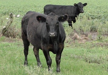 Un bovino cuenta ya con declaracin ambiental
